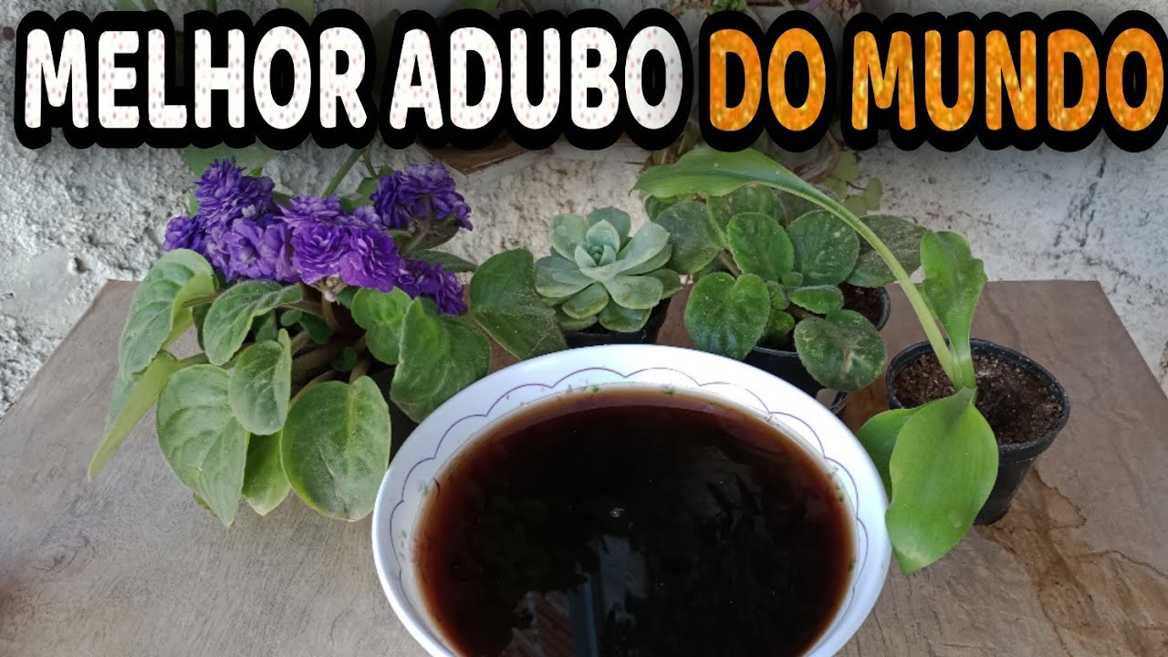3 FORMAS INCRÍVEIS de Usar o Chorume em Suas Plantas