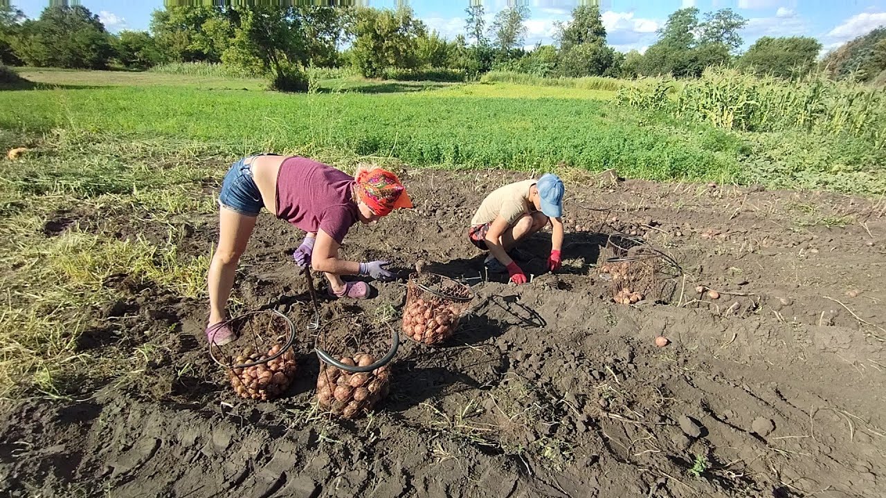 Викопали картоплю у сестри, який врожай у неї  2025????