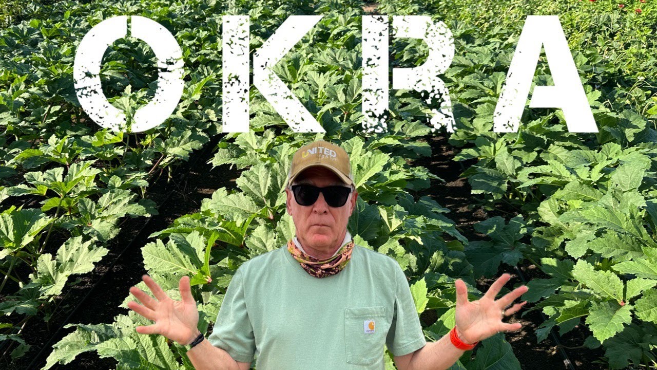 Okra?