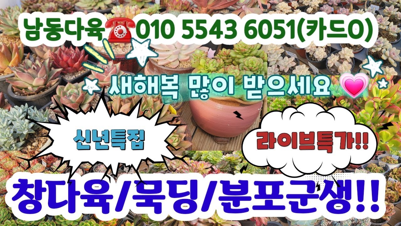 남동다육 ☎️010 5543 6041🌼분포특가/국민다육
