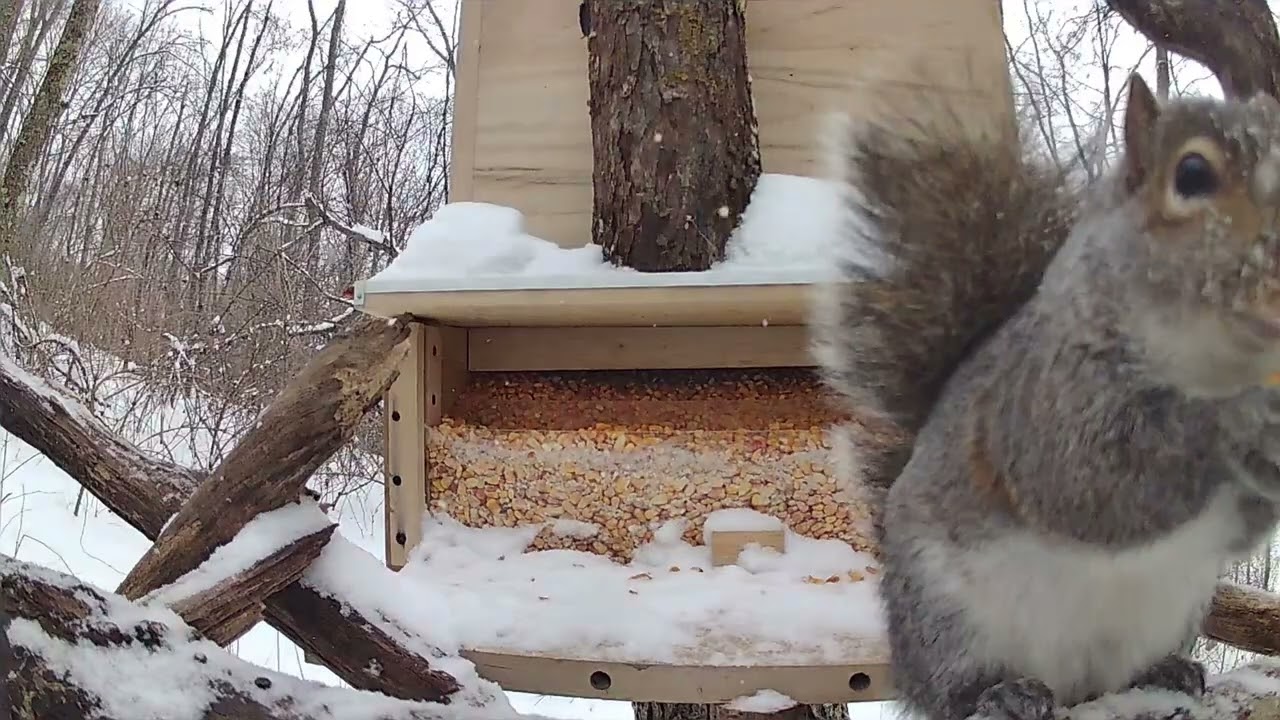 squirrel eating fun#squirrelwatch #wildlife #squirrel #nature