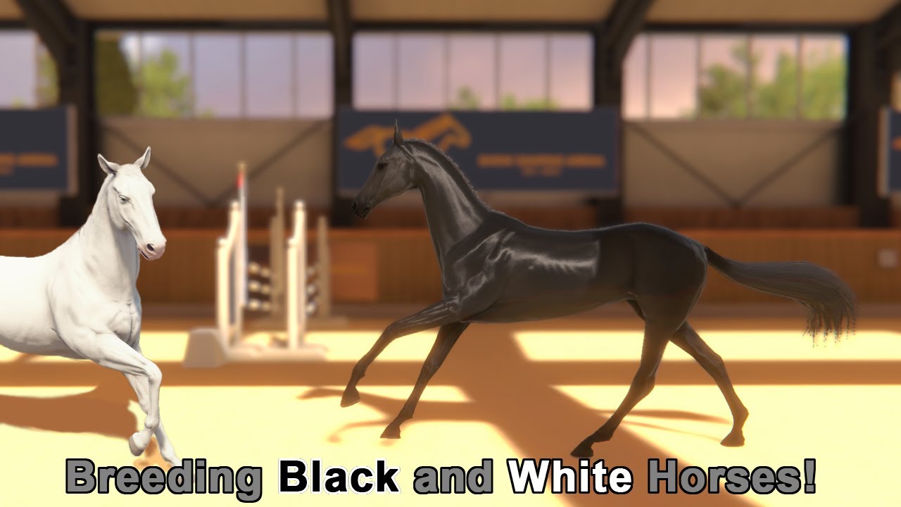 Breeding Black and White Horses! || Rival Stars