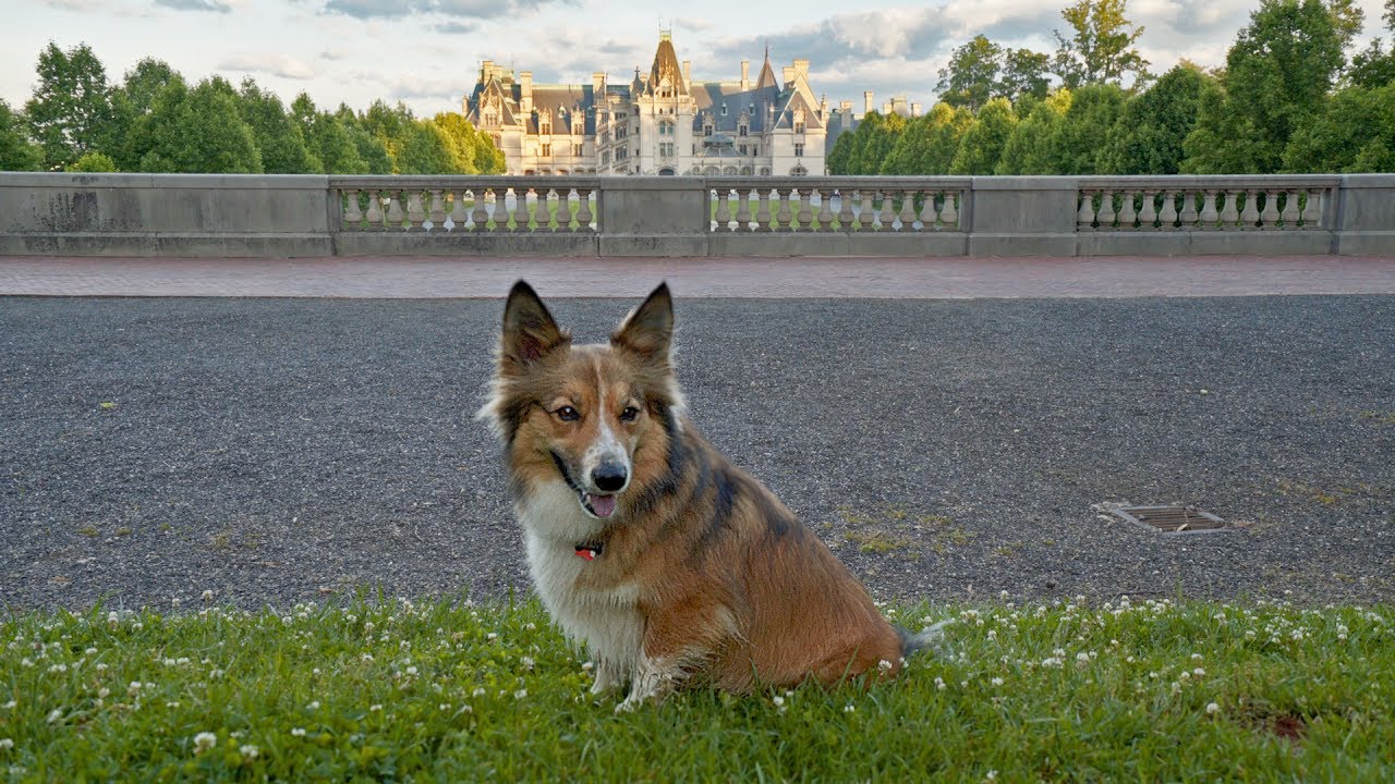 Sammy Visits Asheville - A Day in Dog-Friendly Asheville, North Carolina