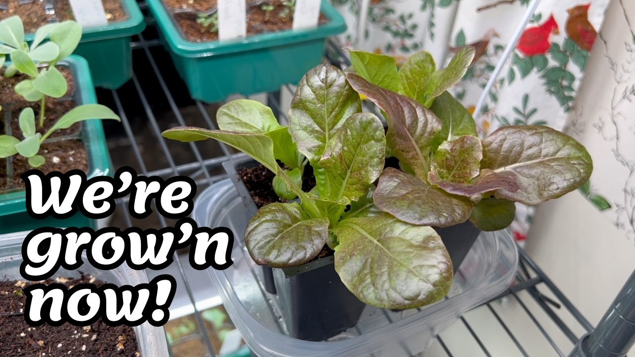 A Seedling Update...updated.