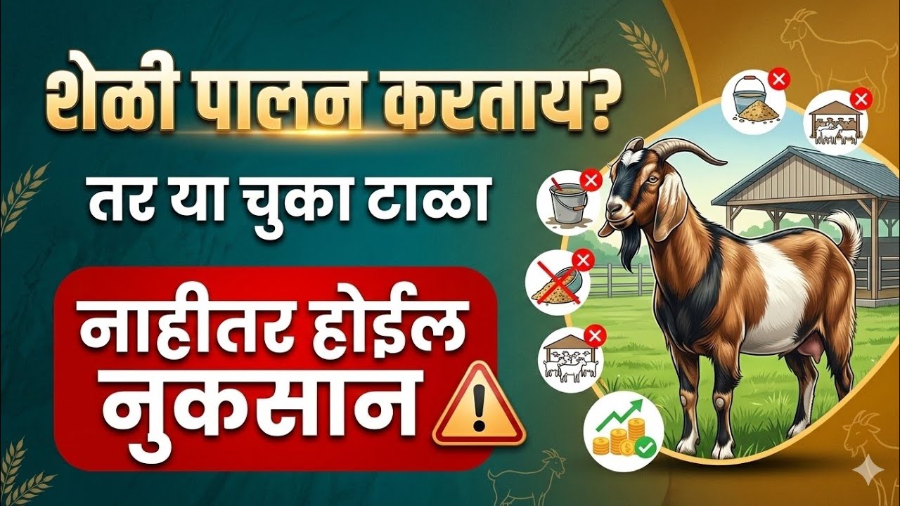 शेळीपालनातून लाखो कमवायचेत? मग या चुका करू नका.शेळीपालन सुरू करण्यापूर्वी हा व्हिडिओ नक्की पहा.