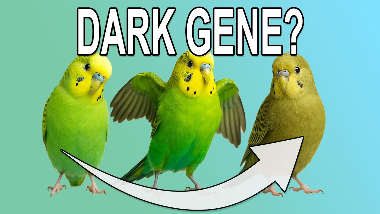 This is what the DARK GENE does to your budgie!