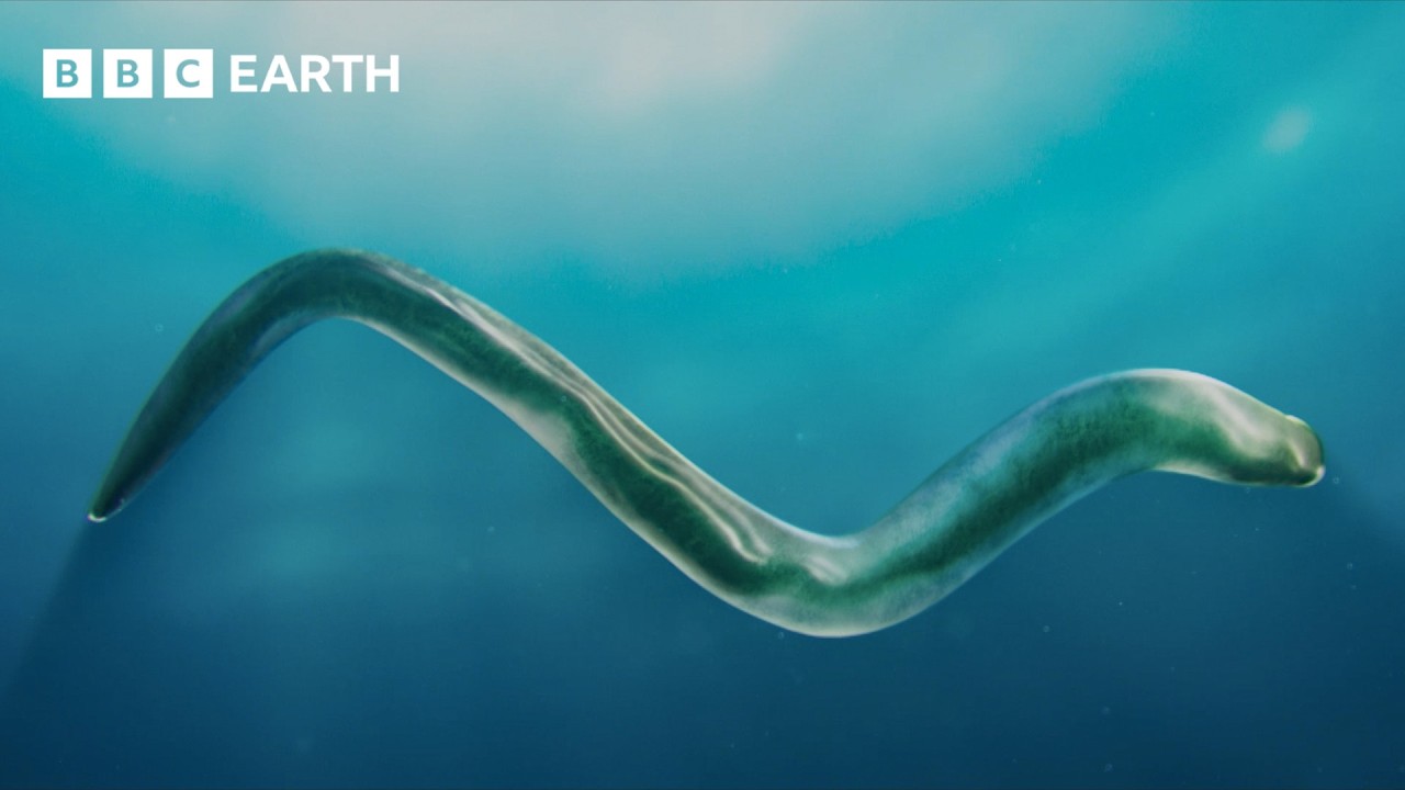 The &lsquo;New Animal&rsquo; That Changed Everything | Evolution | BBC Earth Science