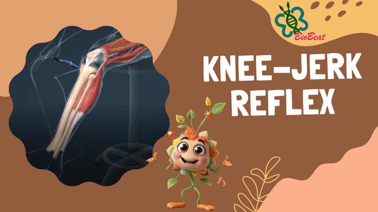 The Magic Behind the Knee Jerk: Unveiling the Patellar Reflex