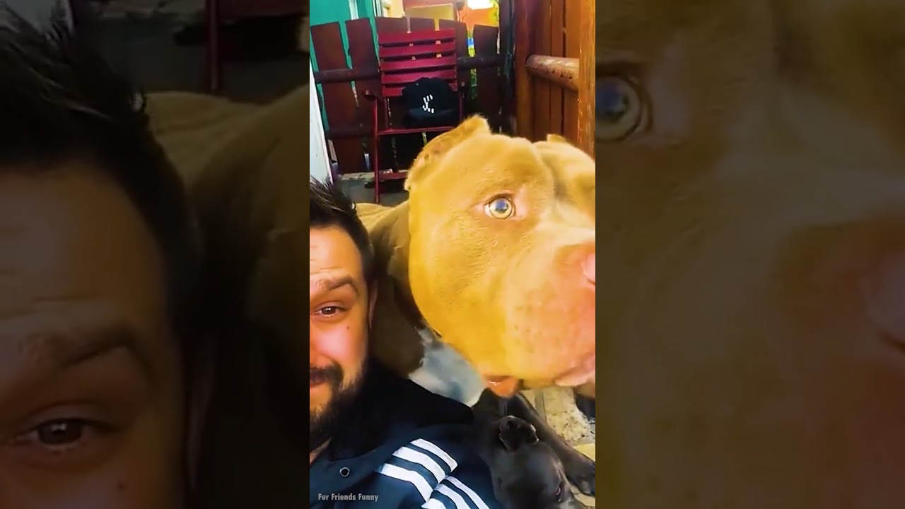 Adorable Pets and Their Goofy Antics