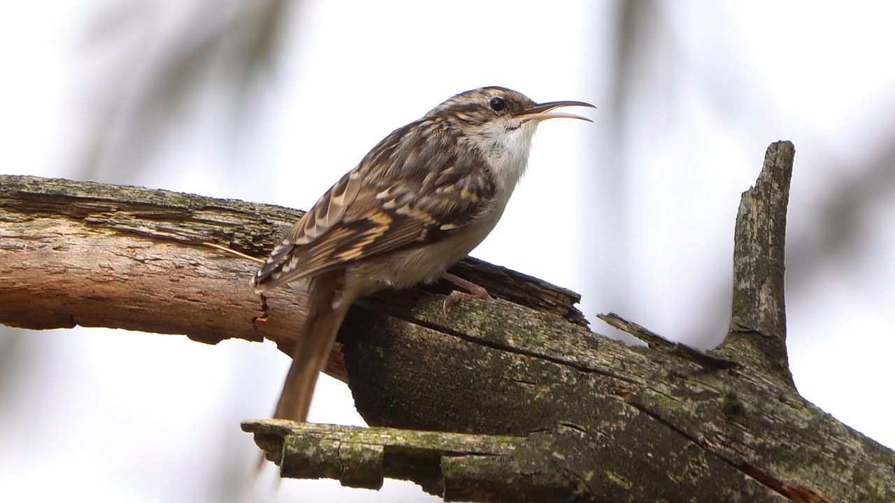 4K Pełzacz ogrodowy / Short-toed Treecreeper / Certhia brachydactyla