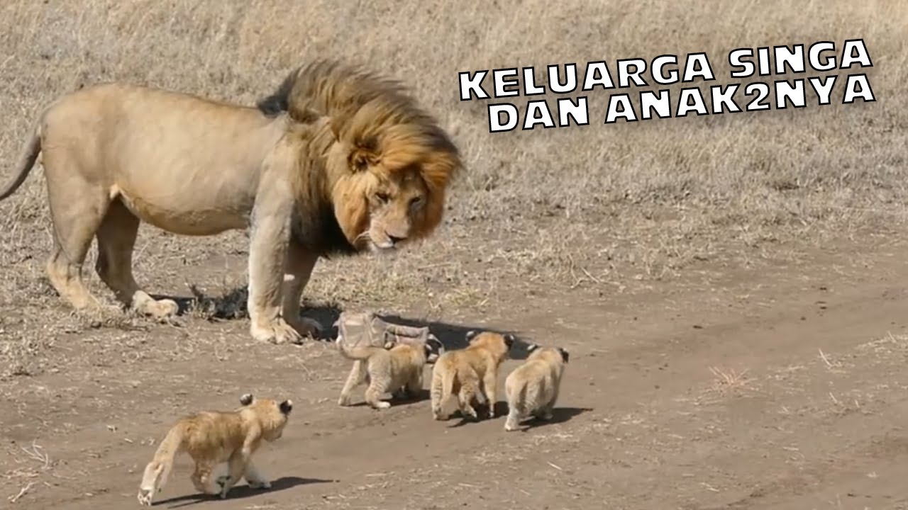 MENGHARUKAN!, KELUARGA SINGA DAN ANAKNYA YANG MASIH KECIL