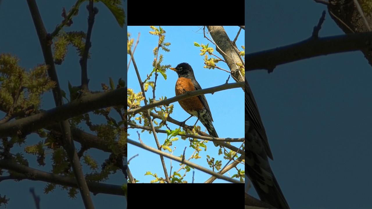 Best shot of an American robin! 🙌😍 #americanrobin #robin #birdphotography #photography #ohio  5-2-24