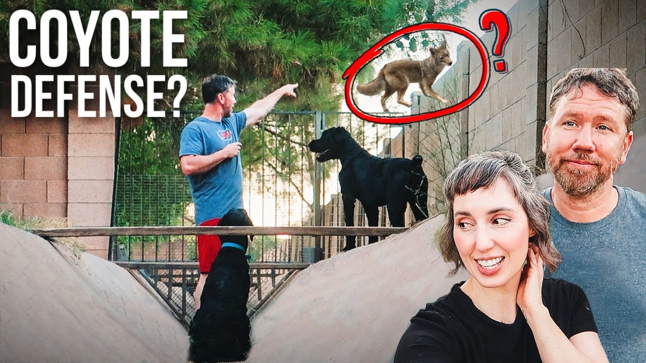 We Got Schnauzers Instead of LGDs… Did It Work?