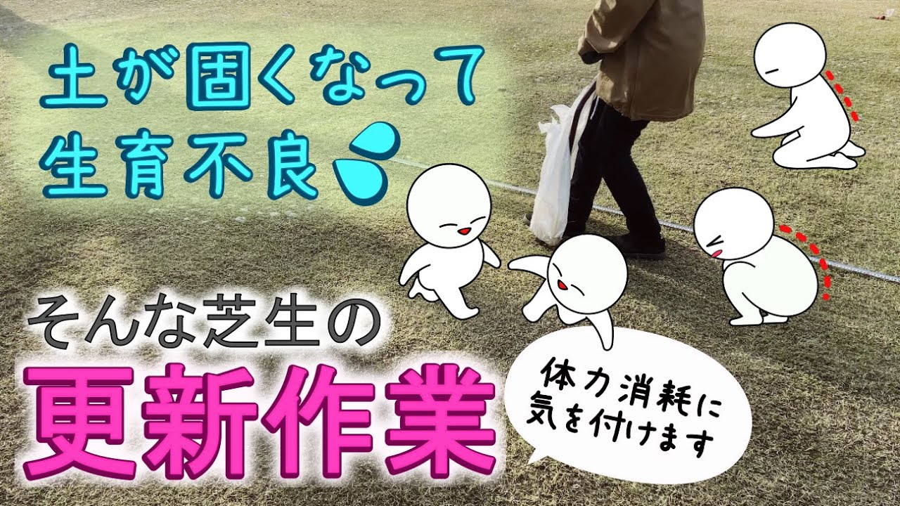 芝生｜土が固くなって生育不良｜更新作業