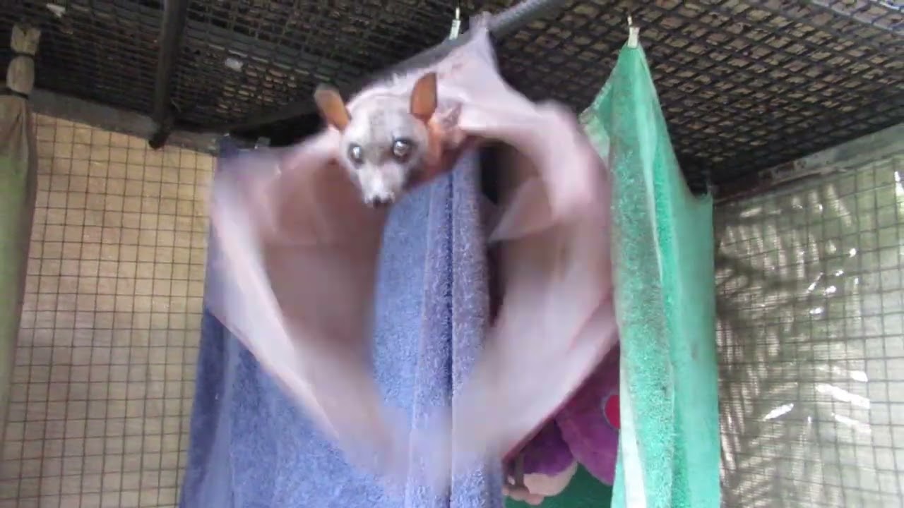 Tiny Batty Flappers Almost Ready To Take To The Skies