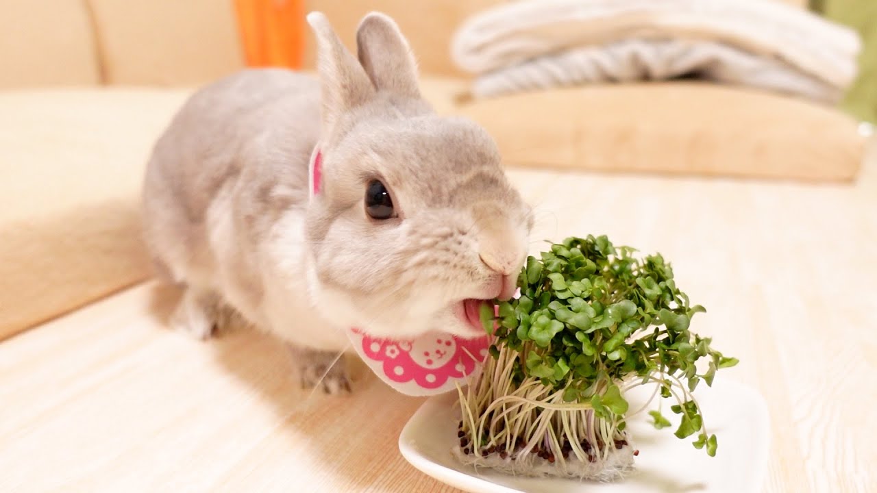 毎度ハプニングが起きる生放送でうさぎのぽぽちゃん１年ぶりのお誕生日会を開催いたします