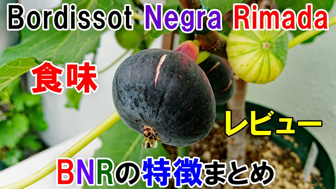 イチジク Bordissot Negra Rimadaの収穫と食味レビュー　3年間育てて感じた品種の特徴まとめ