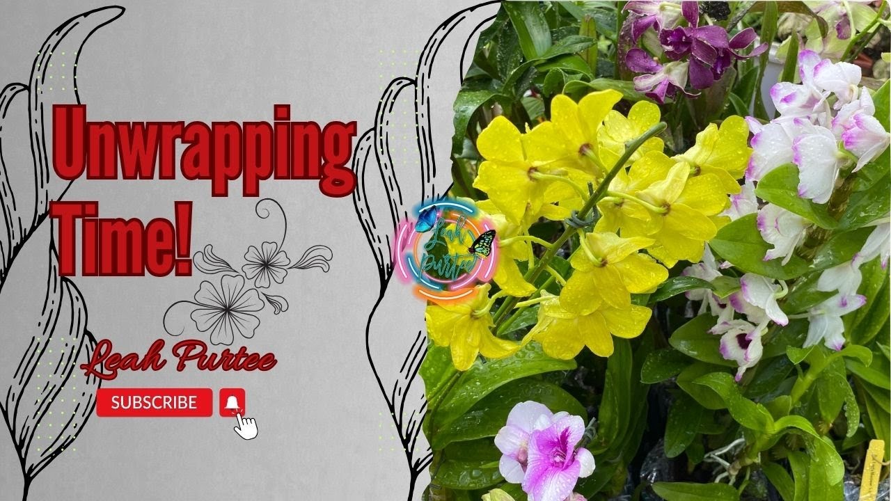 Unwrapping Orchids & Chitchat || Carmela Orchids || #mylittlejungle #plantita #orchidmom