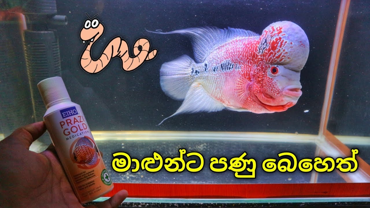 මාළුන්ට පණු බෙහෙත් දෙනවද??? | How to Deworm Fish
