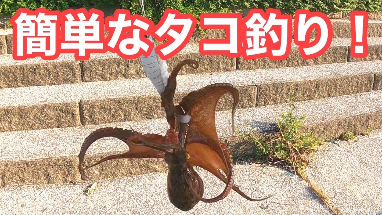 【タコ釣りを始めよう】初心者でもいつものタックルで簡単に釣れます【ショアジギング】
