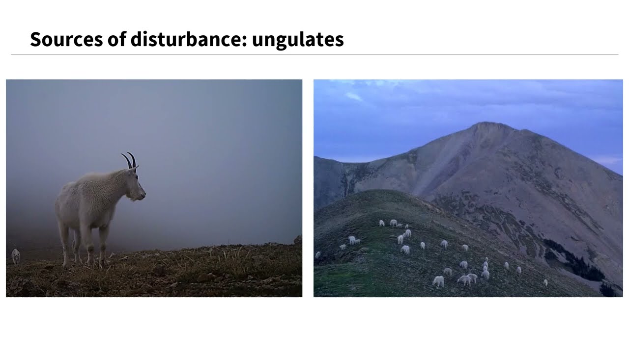 Impacts of Recreation and Introduced Mountain Goats in the La Sal Mountains
