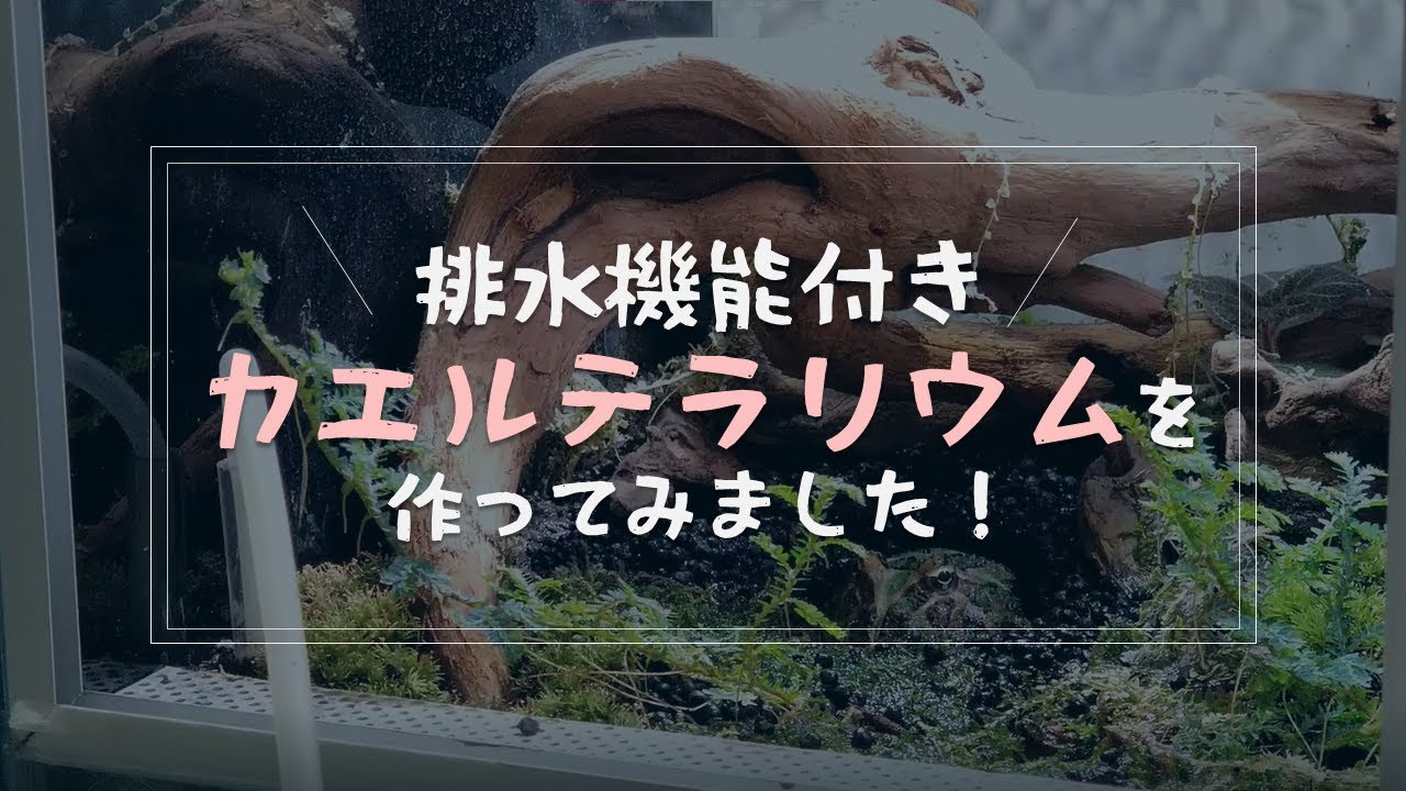 ツノガエルの排水機能付き苔テラリウムを作ってみました！