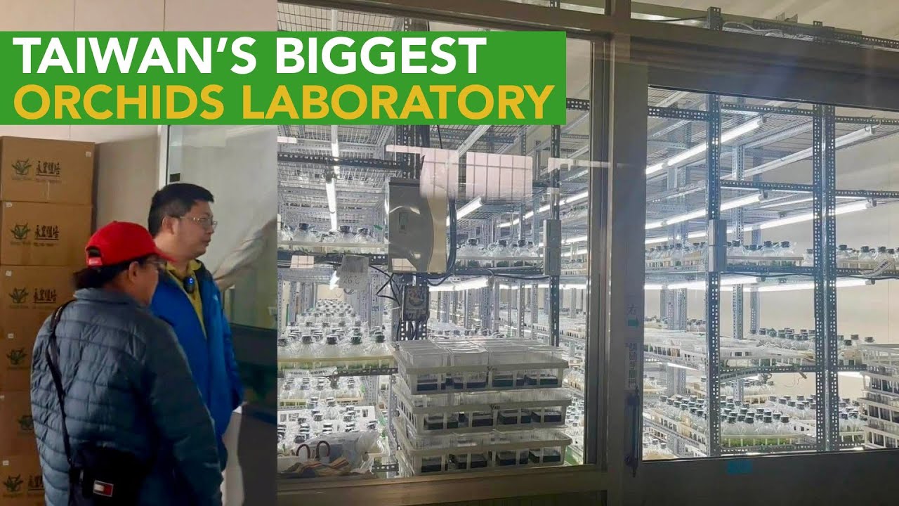 One of Taiwan's Top Phalaenopsis Orchids Breeder and Grower - TAIDA ORCHIDS!