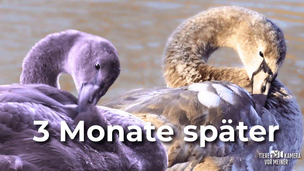 So schnell wächst ein Schwan 🦢 – vom Küken zum Jungtier