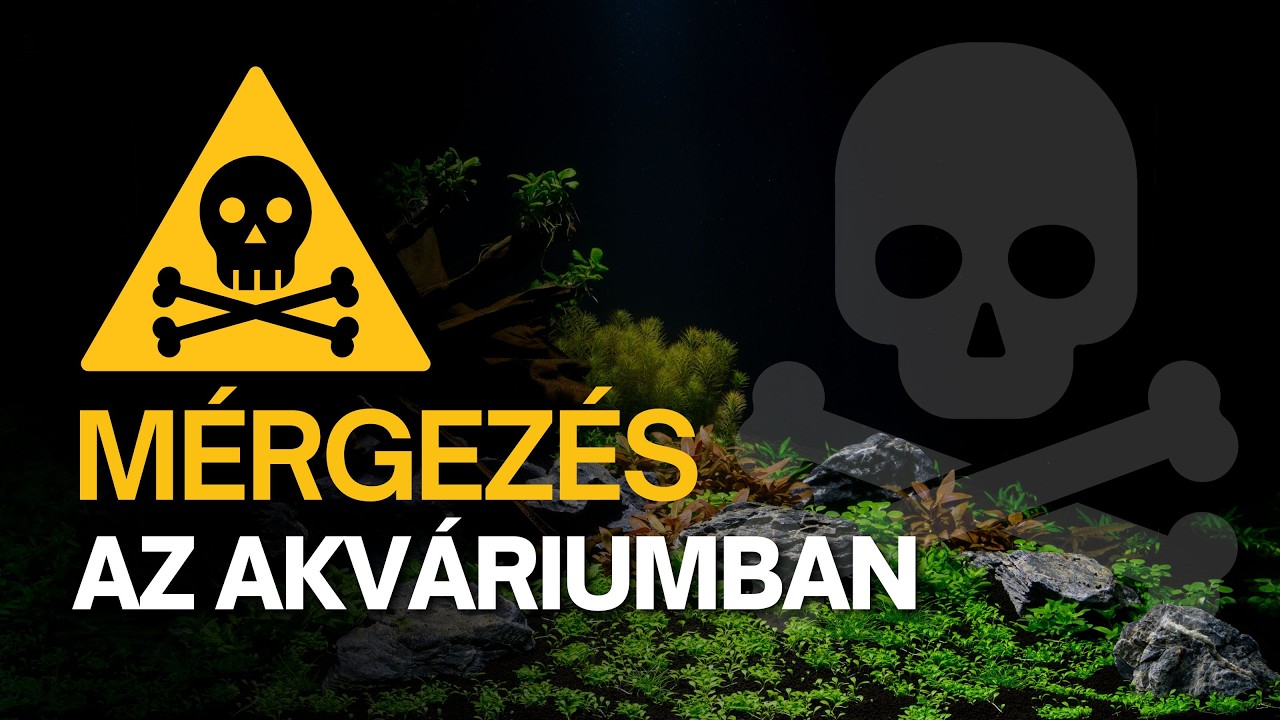 Mérgezés – díszhalbetegségek érthetően