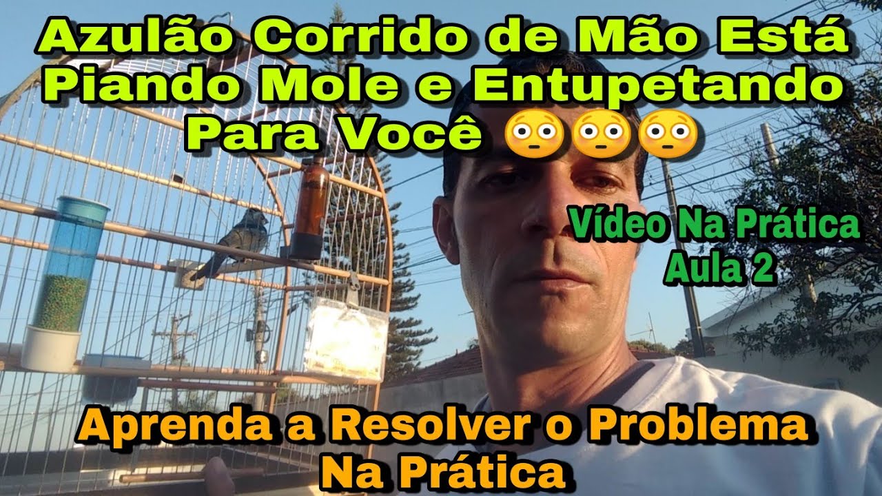 Como Resolver o Problema Com Azulão Que Entupeta Para Mim, Vídeo 2°/Como Ganhar Confiança Do Azulão