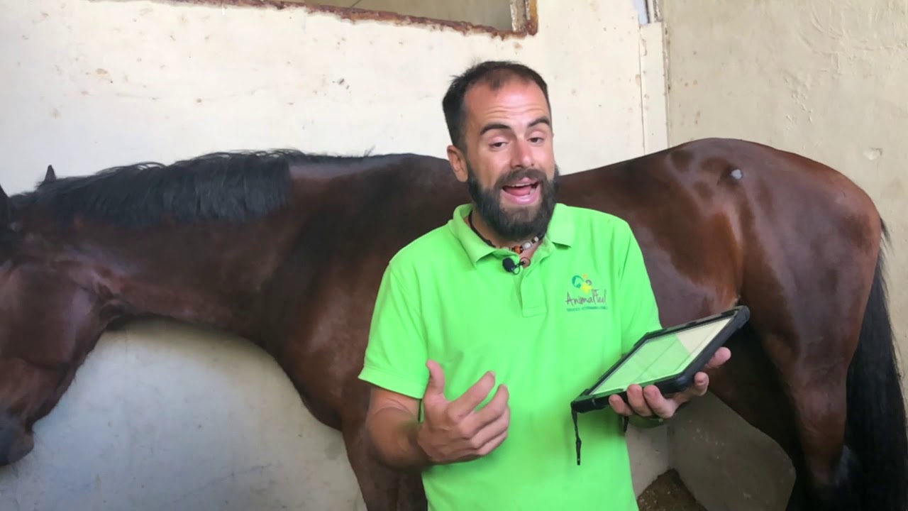 Exámenes de compra-venta de caballos