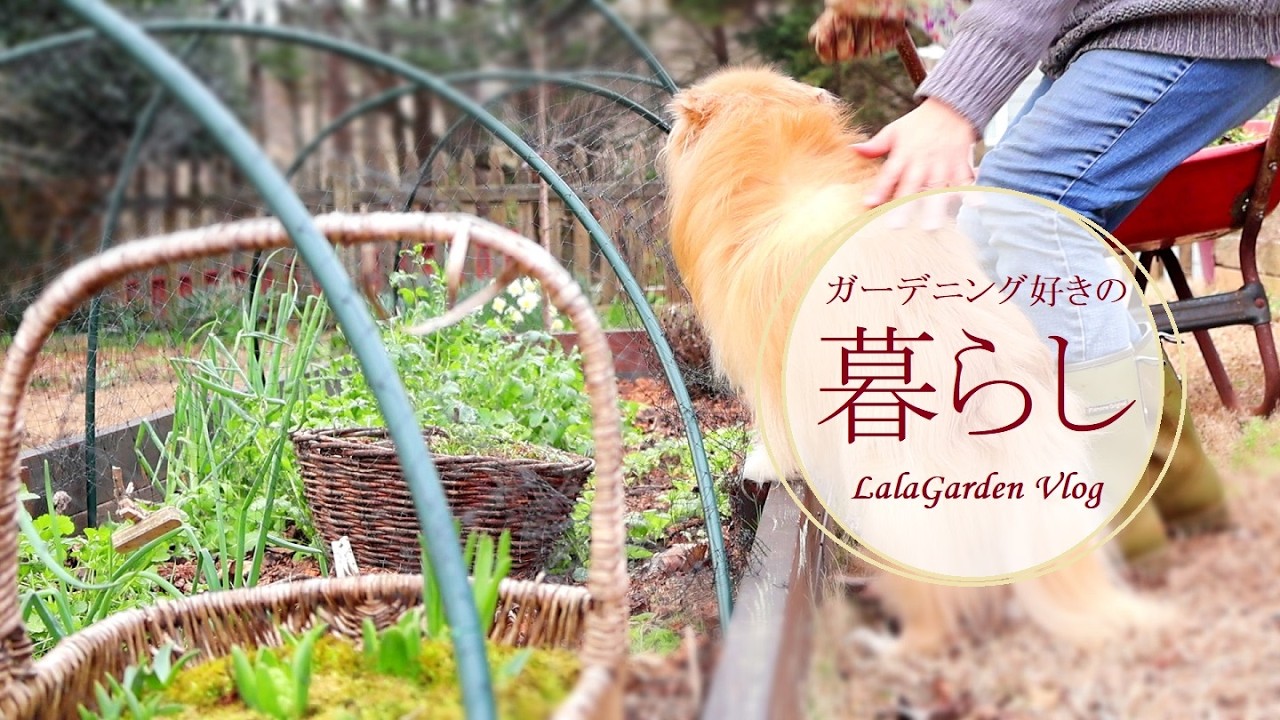 【ガーデニングと暮らしのVlog】春の庭仕事/アネモネの発芽/ポットに植え替え/春の味覚菜の花/ガーデニング好きハンドメイド作家の暮らし/LalaGarden Vlog