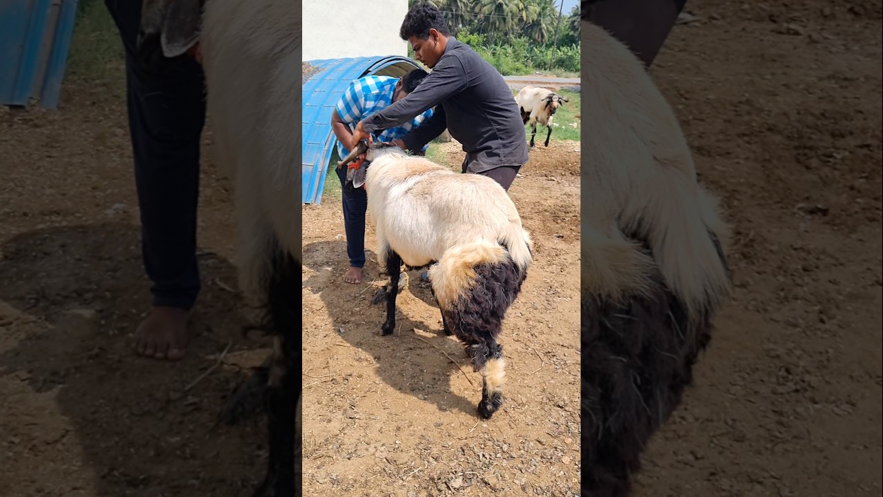2025 Bakrid special Nellore Judipi Sheep Bakra