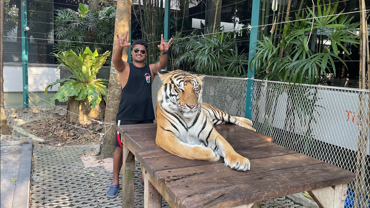 Thailand Trip | Day 6 | Exploring Pattaya tiger park & Dolphin show |prices, location ,food #travel
