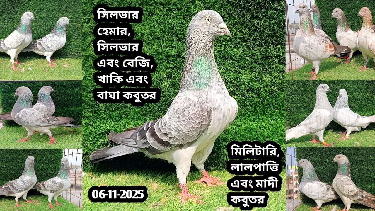 06-11-2025 সিলভার হেমার,সিলভার এবং বেজি,খাকি এবং বাঘা,মিলিটারি,লালপাত্তি এবং মাদী কবুতর | Pigeons 