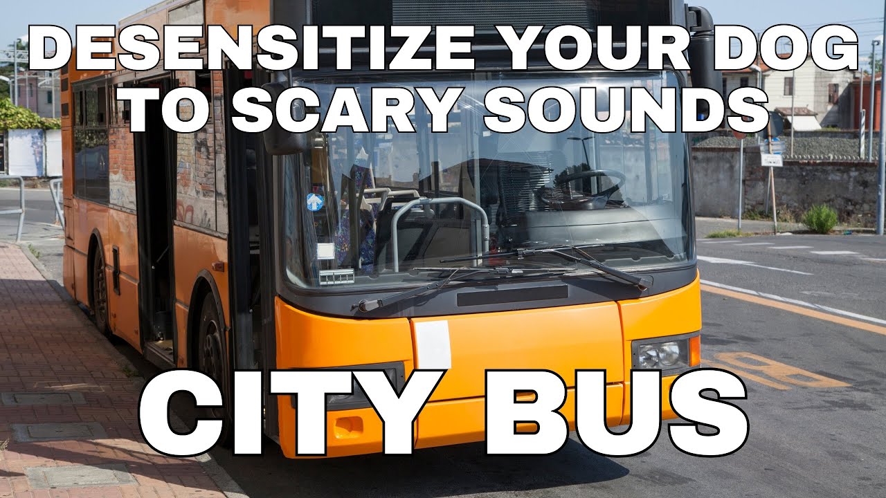 Dog Desensitization Sounds for Dogs & Puppies: City Buses