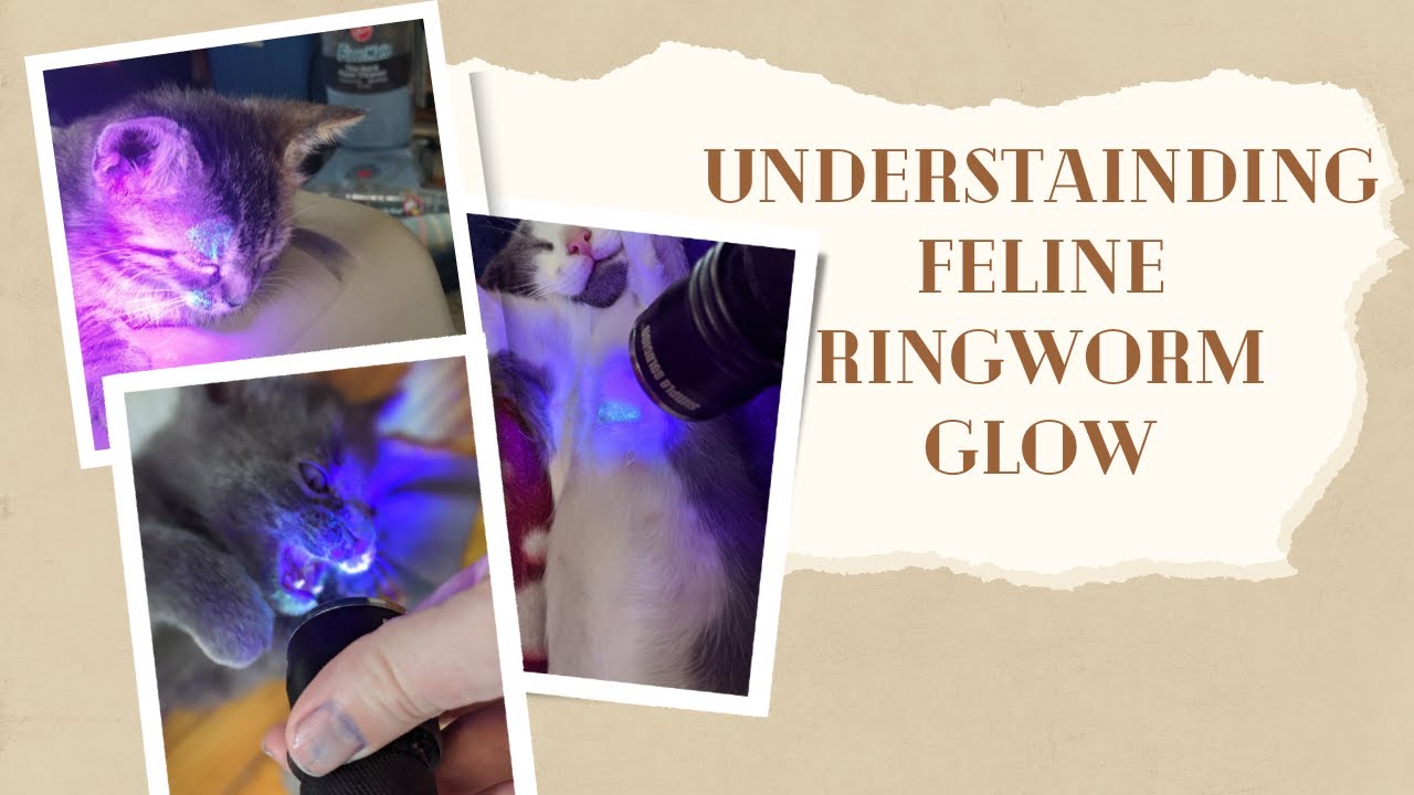 Understanding Feline Ringworm Glow
