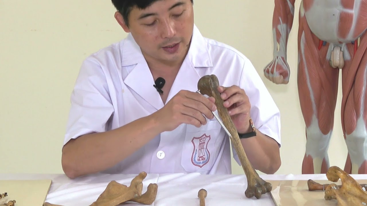 [GIẢI PHẪU THỰC HÀNH] - CHI TRÊN: XƯƠNG CÁNH TAY