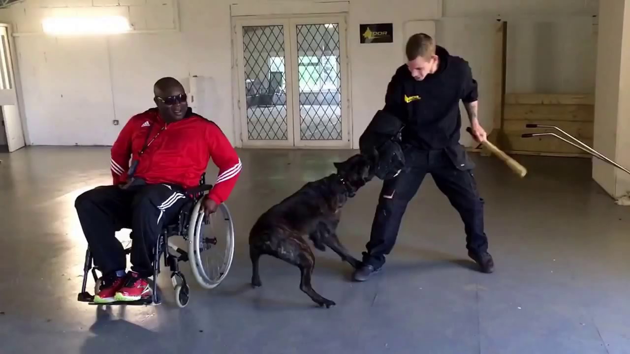 Cane Corso protection around a wheel chair