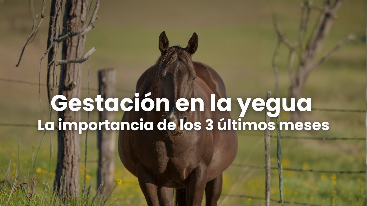 Alimentación de la yegua gestante