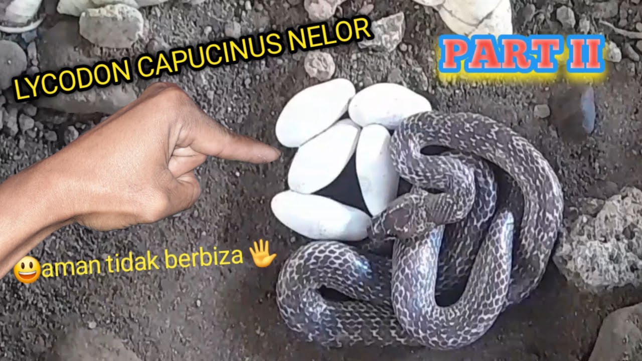 ular lycodon capucinus sudah bertelor