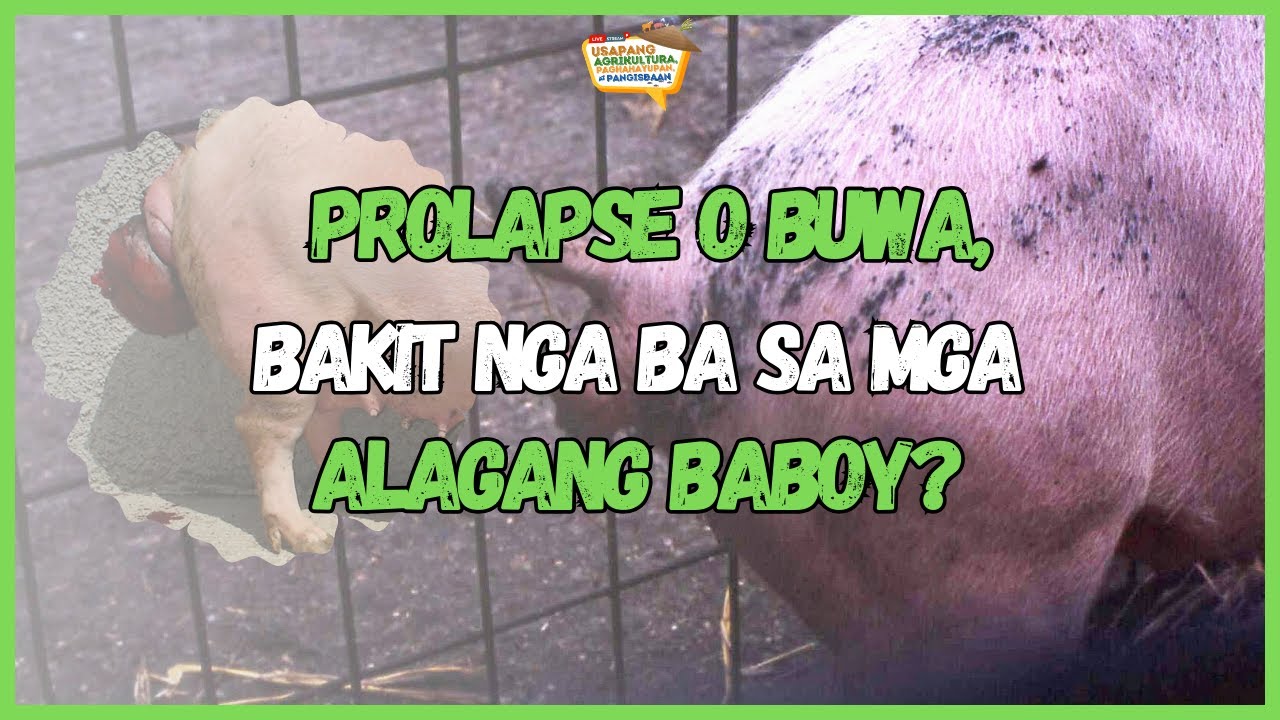UAPP: Prolapse o Buwa, Bakit nga ba sa mga Alagang Baboy?