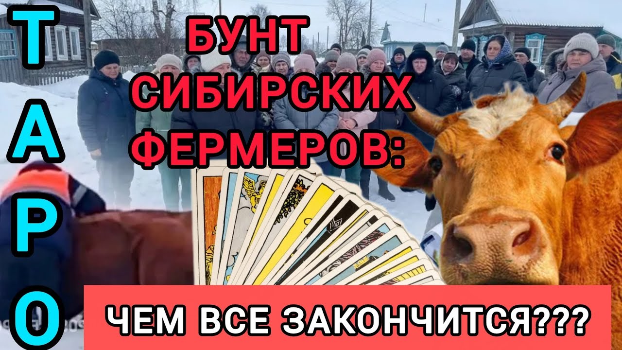 Фермеры против системы: Чем всё  закончится? Что будет с коровами?  Таро. Бунт сибирских фермеров 