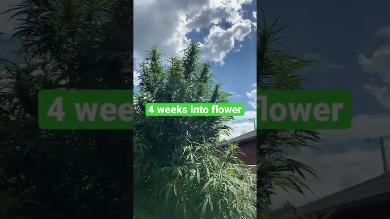 Cannabis tower garden 4 weeks into flower