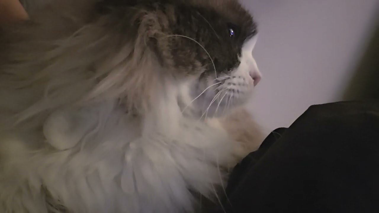 골골송 하는 악악이 #cat #고양이 