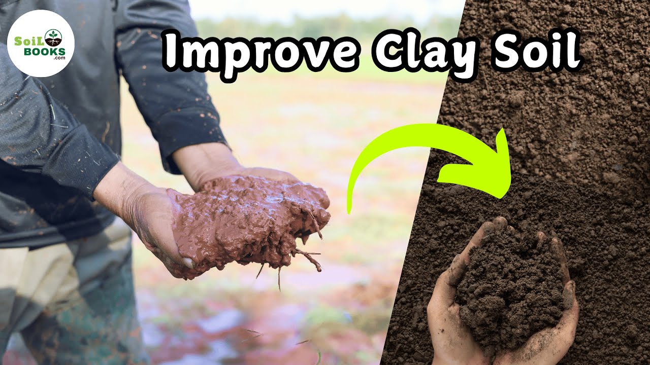10 Amazing Tricks to Improve Clay Soil You Never Knew