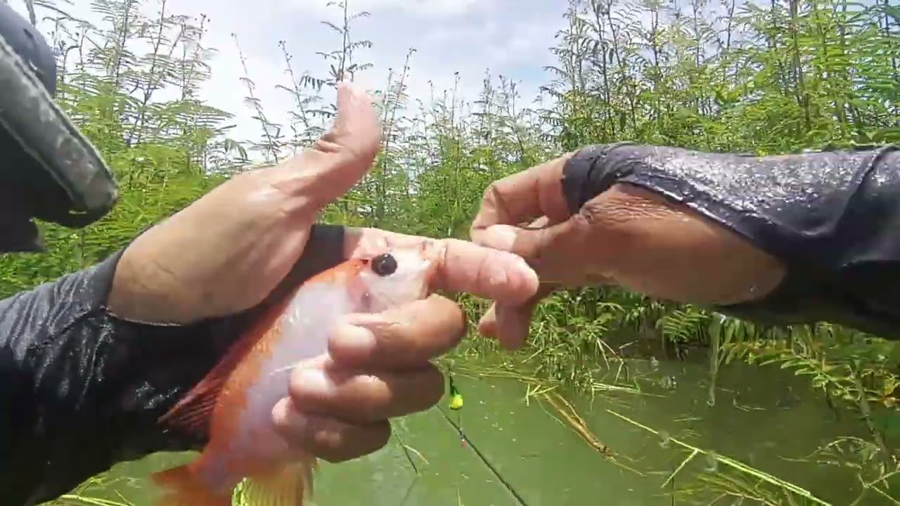 STRIKE, LEMPARAN PERTAMA LANGSUNG DISAMBAR IKAN, MANCING WGM SPOT NGLINGI #fishing #mancing #fish