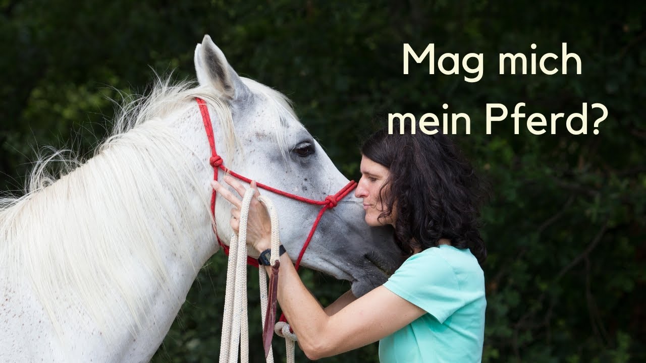Wie gut ist die Beziehung zu deinem Pferd? 6 Punkte, an denen du erkennst, ob dich dein Pferd mag.