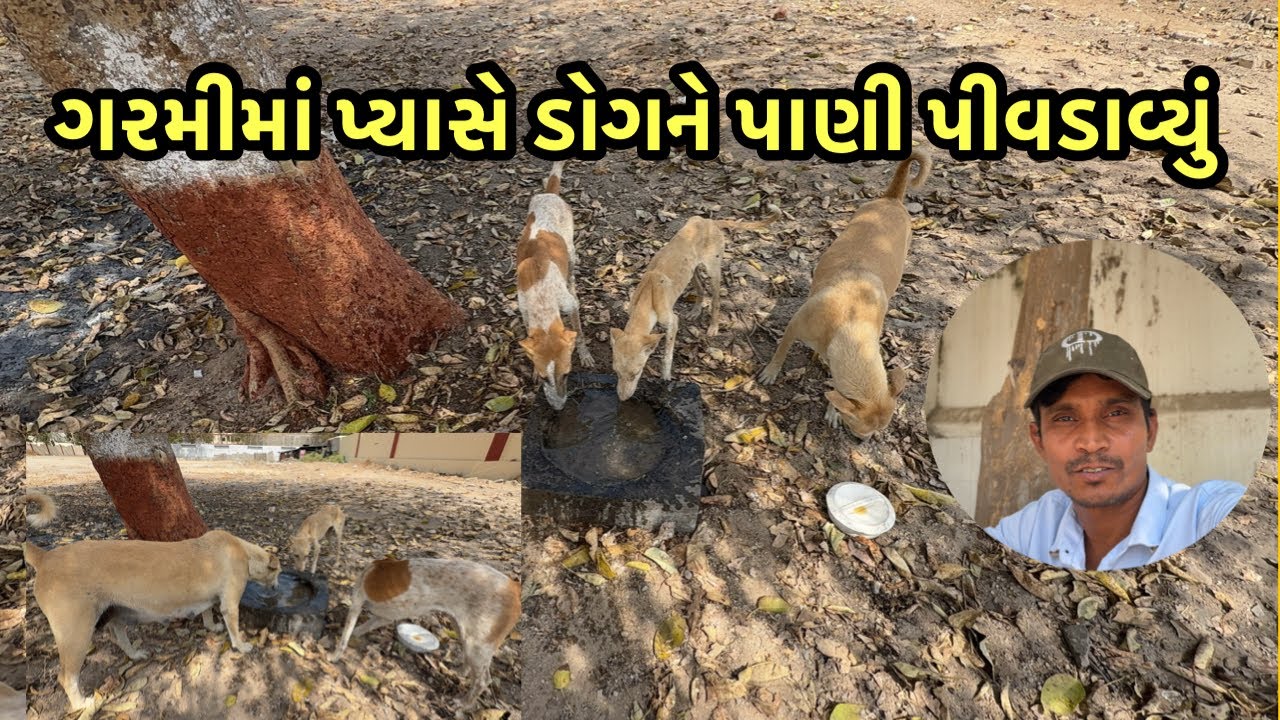 ગરમીમાં પ્યાસે ડોગને પાણી પીવડાવ્યું | Ranchhod official | vlog 