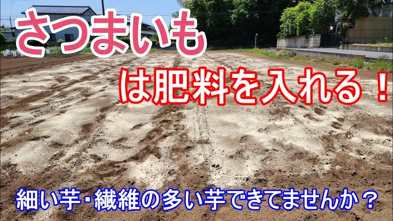 失敗した経験から肥料が大事！窒素を抑えて植え付け準備！【さつまいも】美味しい芋を目指す！